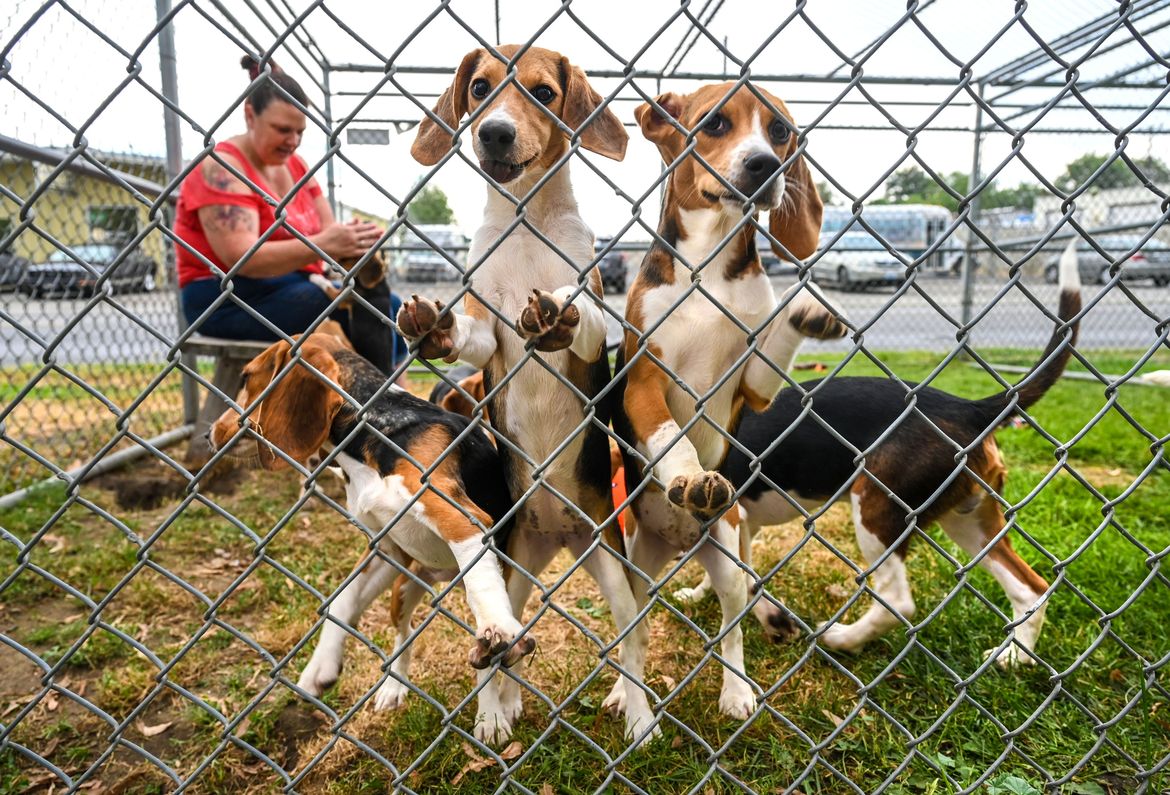 SpokAnimal, Spokane Humane Society bring rescued beagles to Inland