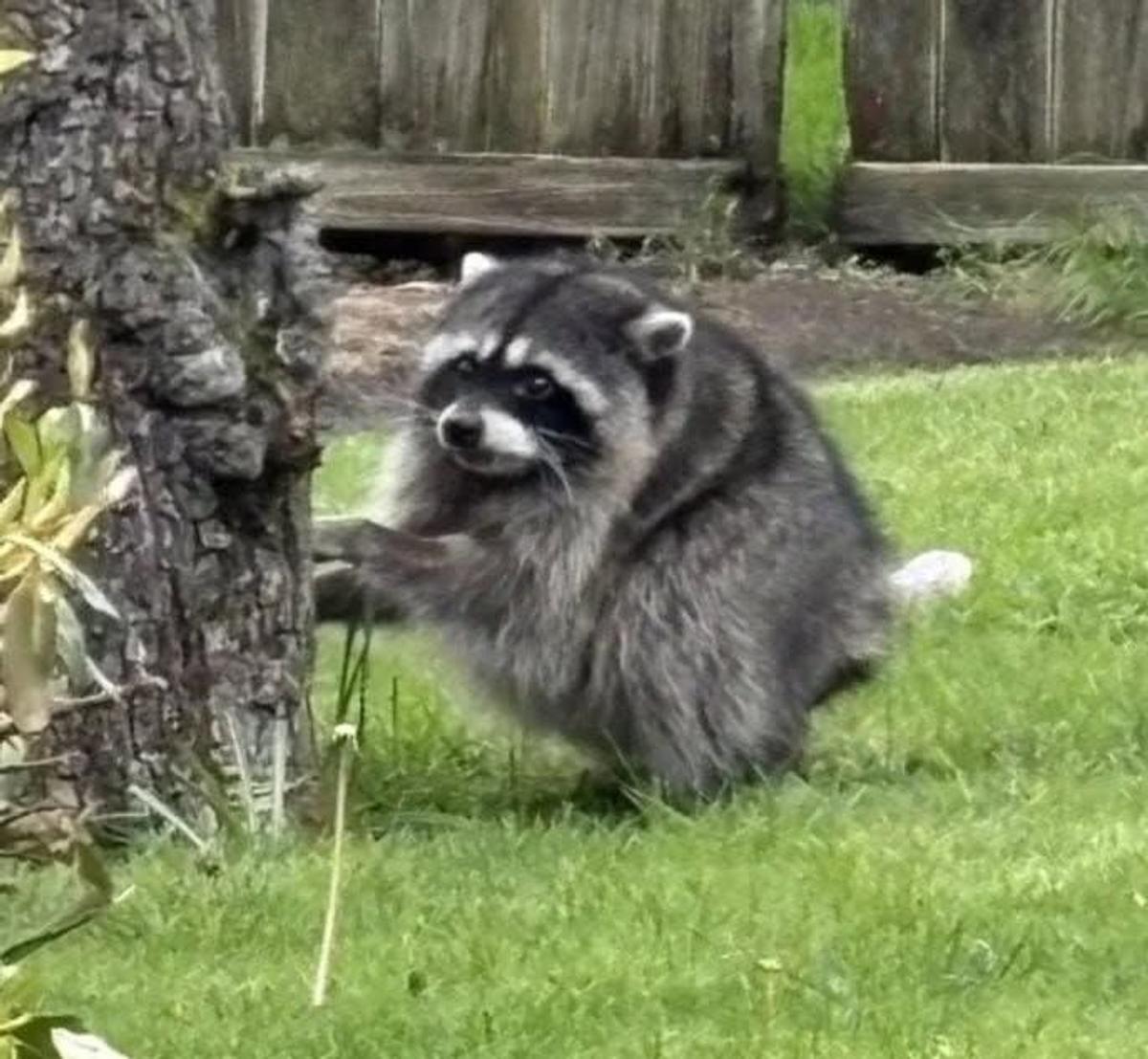Jimothy the raccoon has taken social media by storm, inspiring artists in Washington and across the U.S.  (Jimothy the Raccoon Facebook page/Courtesy)