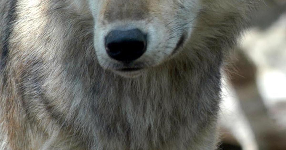 Gray Wolves Relisted As Endangered In Great Lakes The Spokesman Review