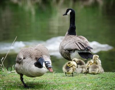 A male Canada goose warns off a perceived intruder at Falls Park in Post Falls. Canada geese are highly protective of their goslings this time of year, and males often use aggressive posturing and vocalizations to defend them.   (BEVERLY HAVENS HARDIN)