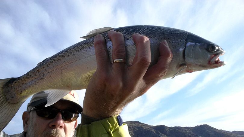 Outdoors editor Rich Landers, doing field research at Lake Roosevelt, holds a chunky 17-inch rainbow trout.  