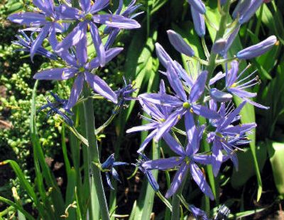 
Camassia, or camas, makes a great addition to Inland Northwest flower gardens. The bulbs are purchased and planted in fall. 
 (File/ / The Spokesman-Review)