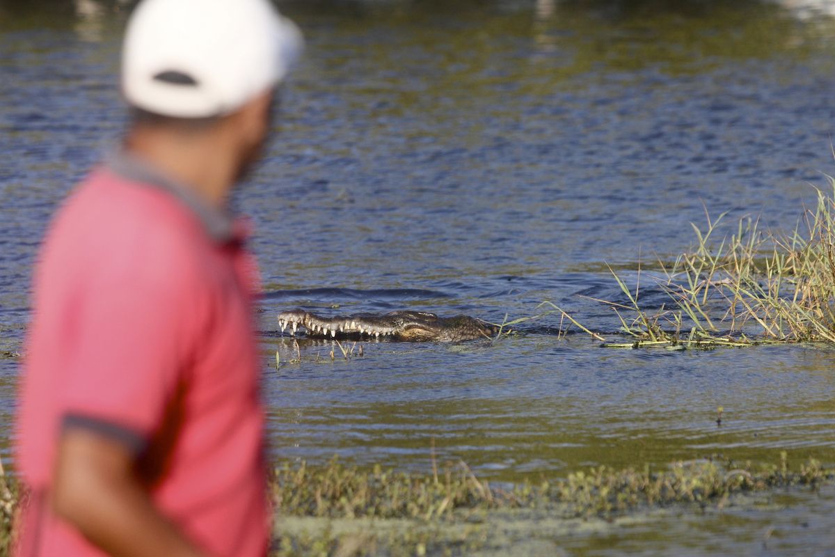 Victor Manuel Reyes Escamilla looks on as a crocodile displays its teeth in a lagoon in La Ventanilla, Oaxaca, following a tour. Reyes, a guide for the cooperative “Sociedad Cooperativa Lagarto Real,” estimates that about 140 crocodiles, some as long as 15 feet, live in the lagoon.