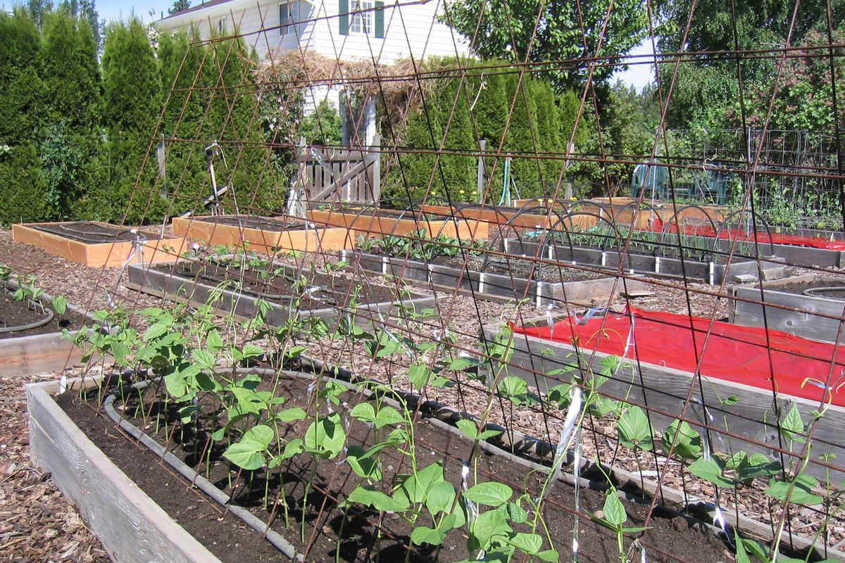 A wire trellis can offer pole beans a tall support to climb.  (File)