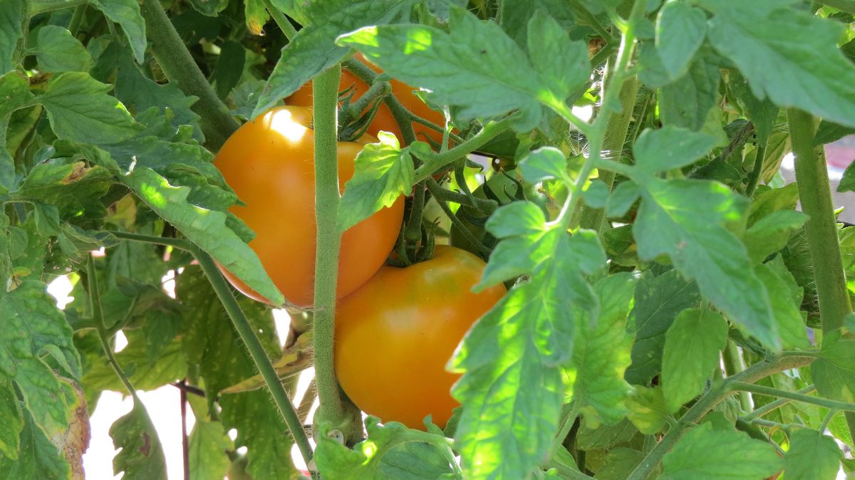 In the Garden: The best-tasting tomatoes are grown at home | The