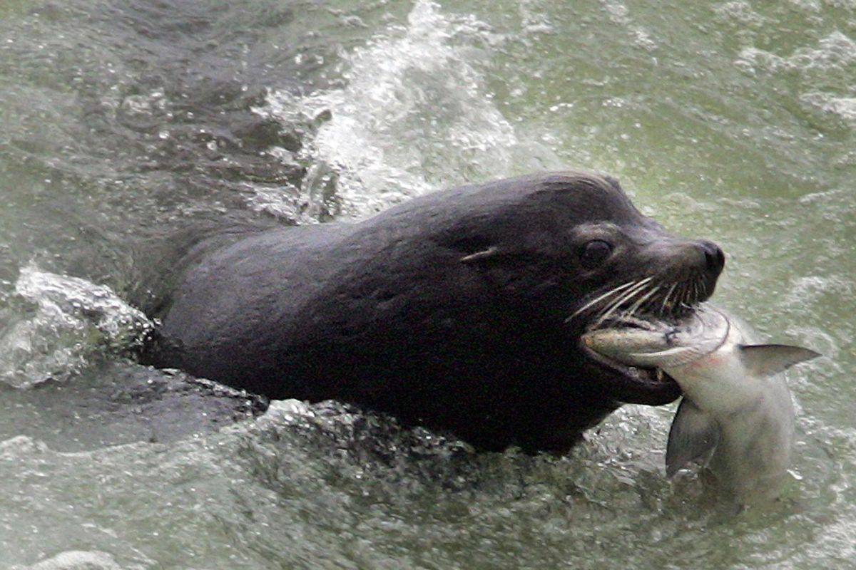 In this April 12, 2007 photo, a sea lion catches an endangered Chinook salmon migrating up the Columbia River just below the spillway at Bonneville Dam, Wash. (Janet Jensen / Associated Press)