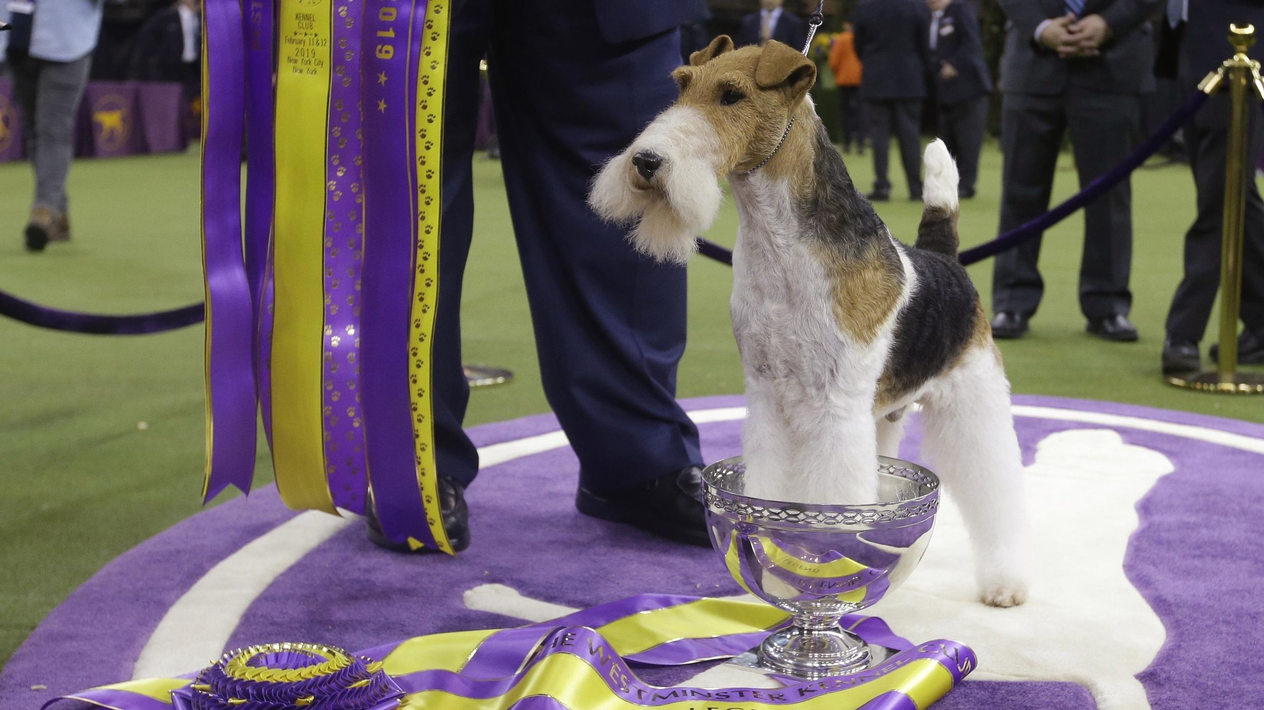 Wire fox store terrier westminster 2019