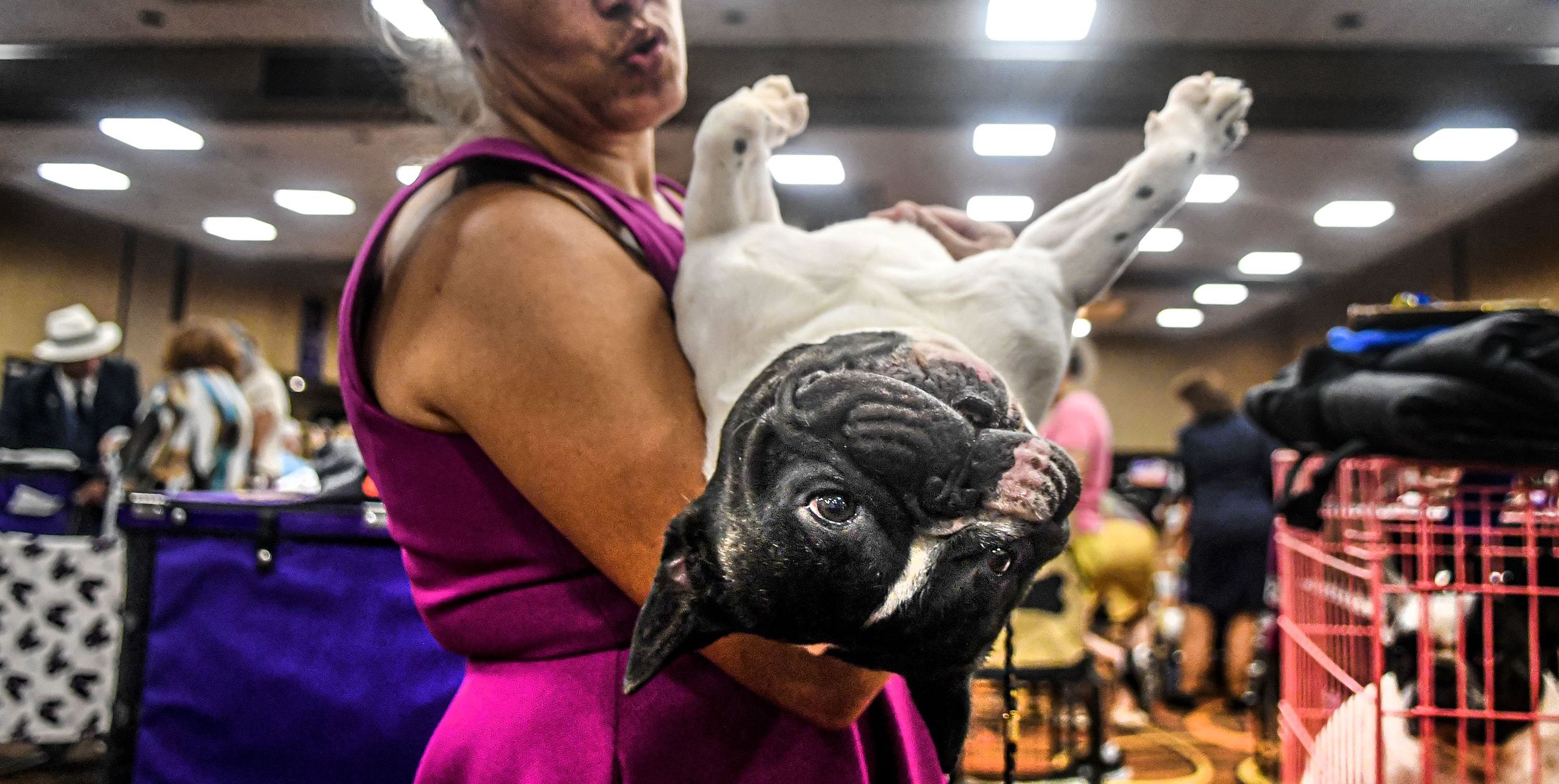 French bulldogs strut their stuff in Spokane Valley for national