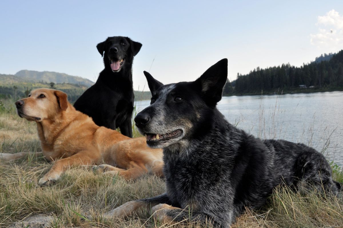 Mixed breed dogs chosen from shelters for their keen interest in the reward of playing with a ball are easily trained to find scats of wild creatures in the woods through the Conservation Canines program of the University of Washington Department of Biology. (Rich Landers)