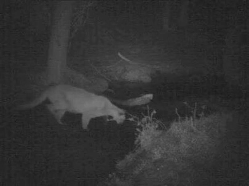 This image, taken from a homeowner association's surveillance video, shows a mountain lion fishing for trout near Seeley Lake. (courtesy)