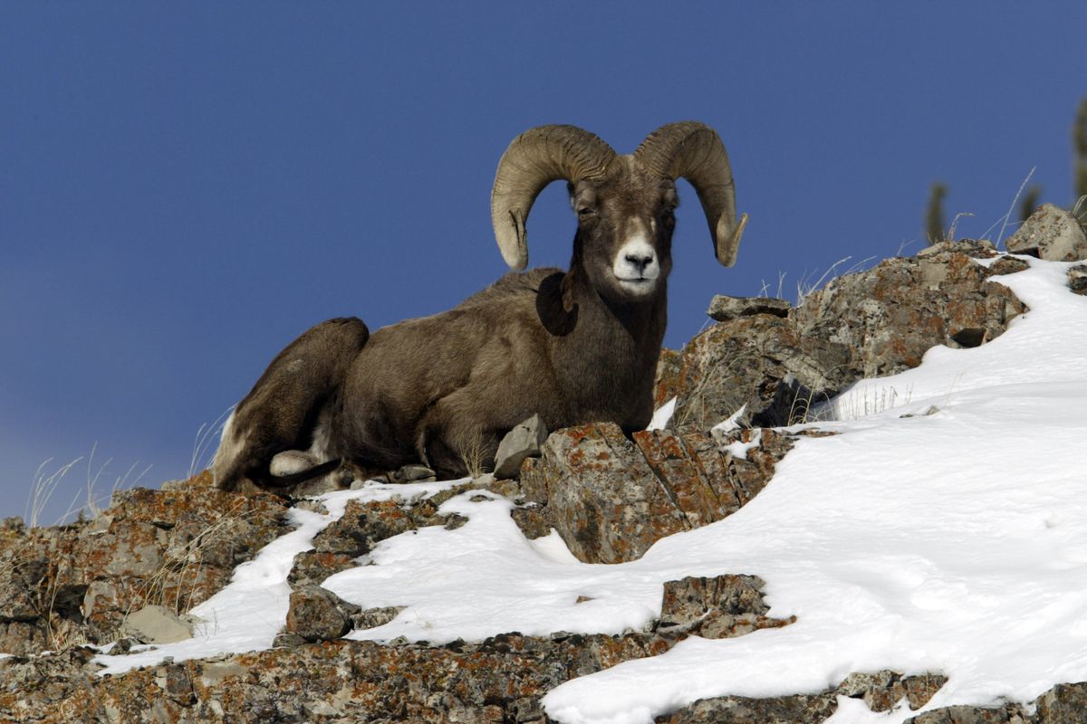 A bighorn sheep ram sits on a ridge above Soda Butte Creek in Yellowstone National Park. (Associated Press photos / The Spokesman-Review)