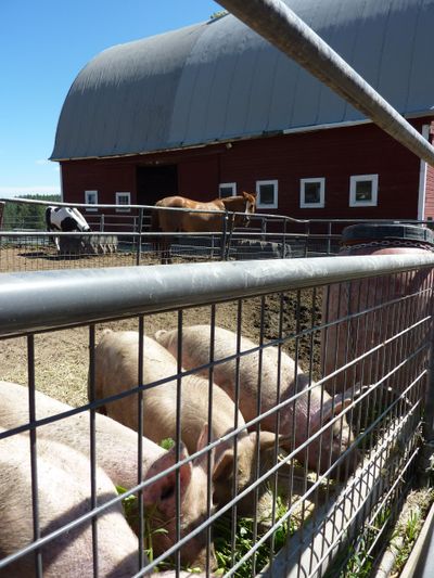 Four hogs eat outside the vintage barn at Liberty Spring Ranch in this photo from 2018. Farmers trying to rebuild their shrinking hog herds are holding on to mother pigs longer, pushing up the price of meat prized by sausage-makers.  (By Stefanie Petit/The Spokesman-Review)