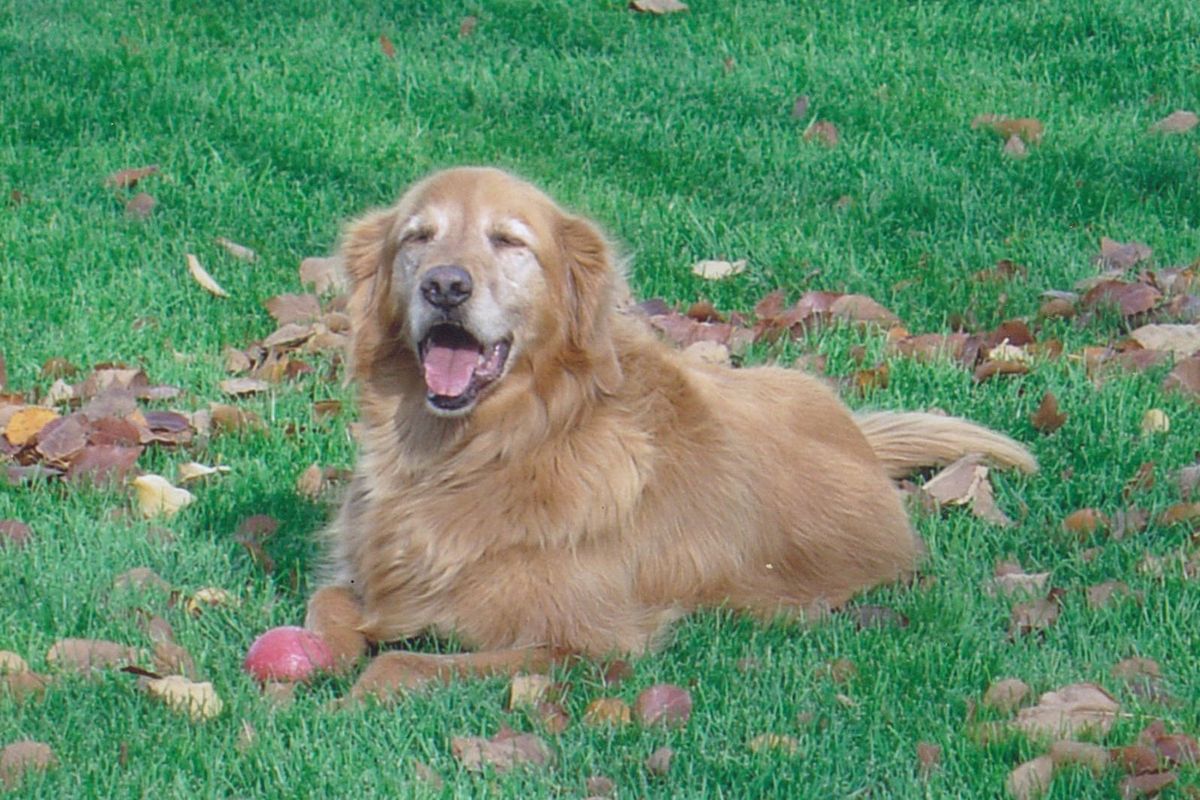 We miss you Tucker  Golden Retriever Dog Forums