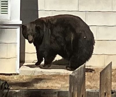 Wildlife biologists for the California Department of Fish and Wildlife captured a large female bear and her three cubs responsible for at least 21 DNA-confirmed home break-ins and extensive property damage in the South Lake Tahoe area since 2022.  (California Department of Fish and Wildlife/California Department of Fish and Wildlife/TNS)