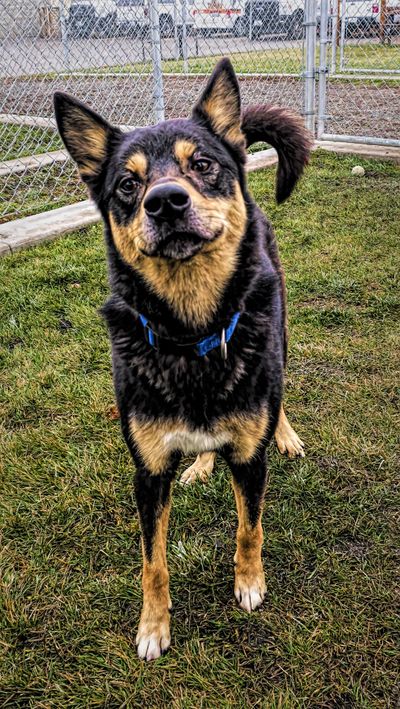 Phil, a Kelpie mixed-breed dog, is seen at the Spokane County Regional Animal Protection Service. (Kathy Piper / Courtesy/SCRAPS)