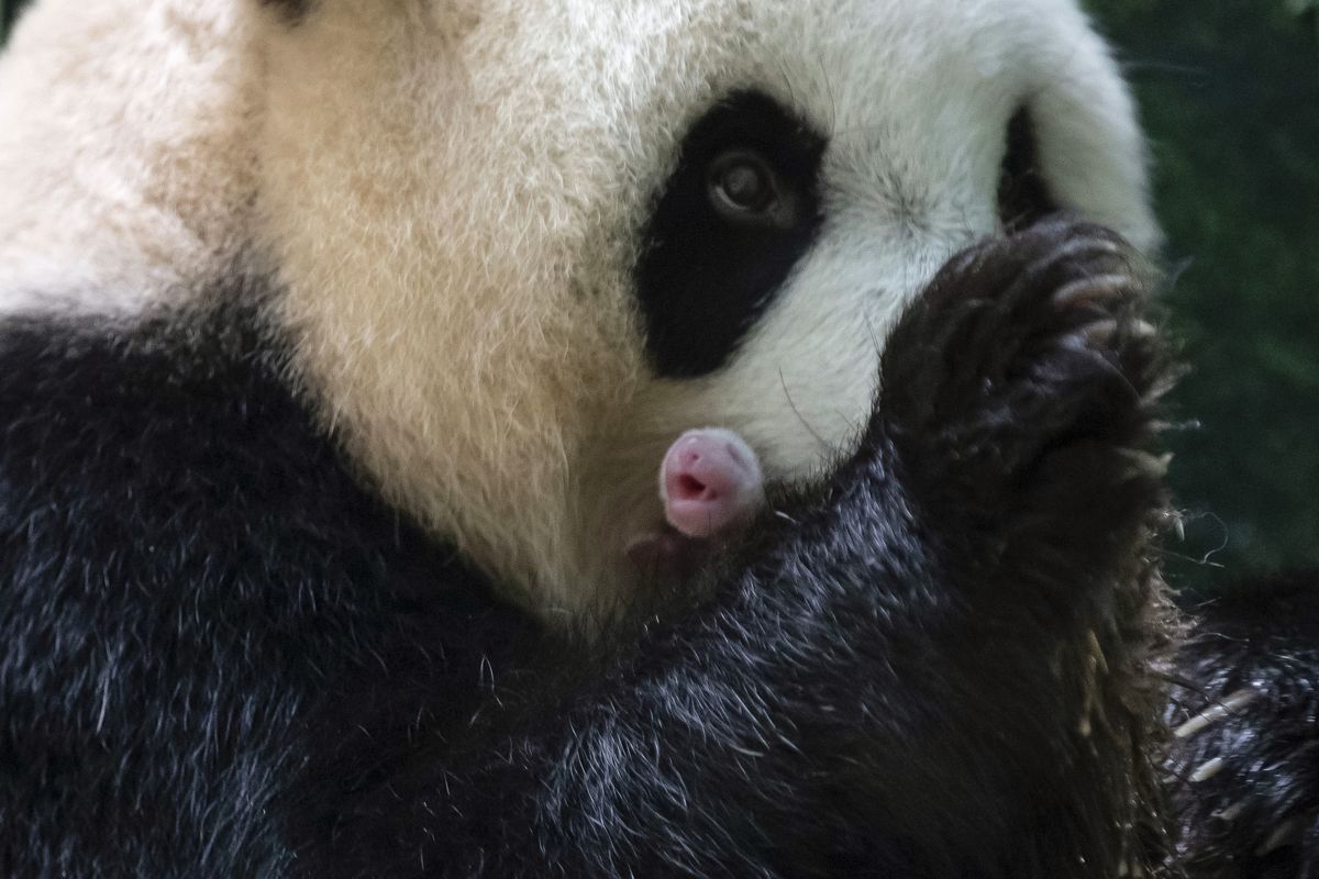 Panda Huan Huan holds one of her newborn female twin cubs on Monday in Saint-Aignan, central France. Huan Huan and father Yuan Zi are on a 10-year loan from China to promote improved ties between the countries.  (Associated Press)
