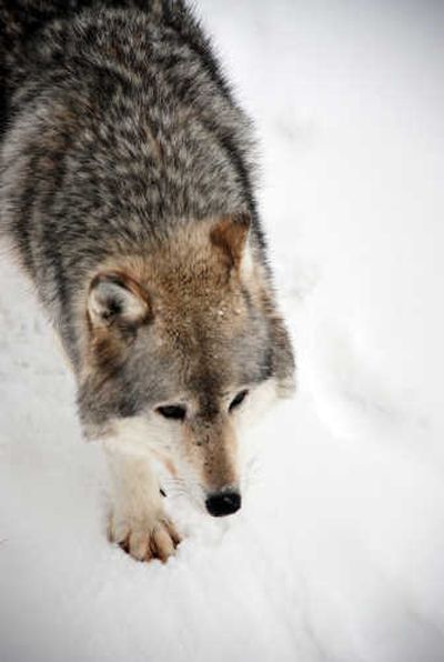 Gray wolves are considered fully recovered in Yellowstone National Park, where they were reintroduced in the mid-1990s. 
 (Rich Landers / The Spokesman-Review)