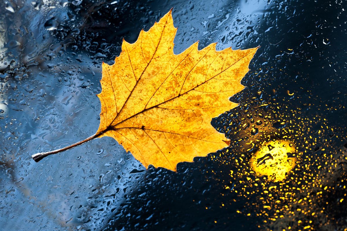 A soggy maple leaf, photographed from inside a car, found a resting place stuck to a windshield Tuesday, Feb. 15, 2011. (Colin Mulvany / The Spokesman-Review)