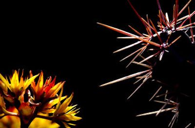 
A cactus, right, alongside Cylindropuntia viridflora is one of the bordering plants in the Stoffel rock garden.
 (Brian Plonka photos/ / The Spokesman-Review)