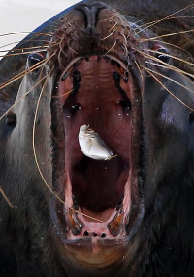 A sea lion catches a fish during meal time at the Hakkeijima Sea Paradise aquarium-amusement park complex in Yokohama, southwest of Tokyo, Japan Saturday, March 20, 2010. (Itsuo Inouye / Associated Press)