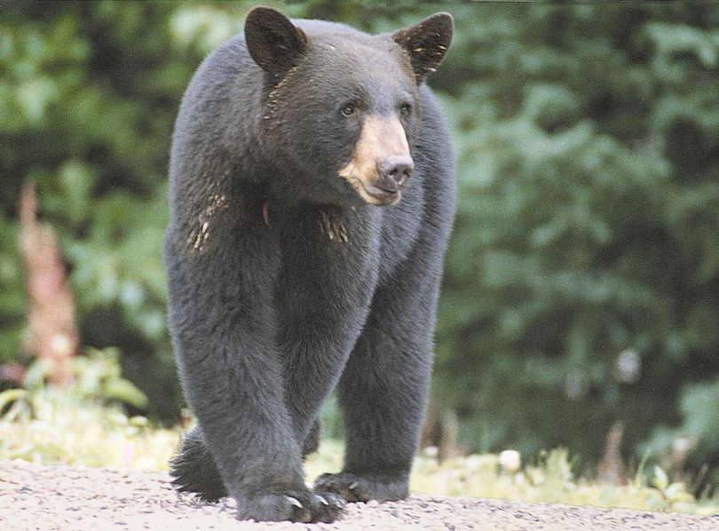 A series of columns and letters 16 years ago about hunting and killing a black bear inspired one writer to become an environmental advocate. But lately, the state of the world has caused hers and others to lose some of their enthusiasm. (Metrocreative)