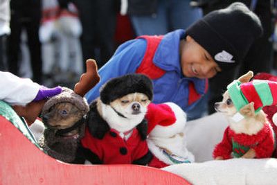 
The holiday festivities can be wearing and even dangerous for your pets.
 (Associated Press / The Spokesman-Review)