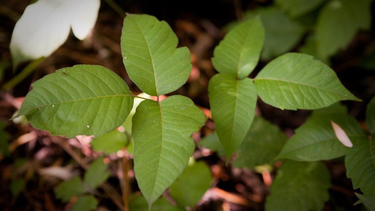 People's Pharmacy: Reader objects to using prednisone for poison ivy ...