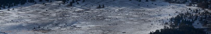 Panorama photo captures hundreds of elk on an open hillside winter range hear Lincoln, Montana. (Jaime Johnson)
