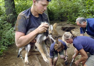 Daniel Curry, of Wolf Haven International, carries a female Mexican gray wolf during a “catch-up” of pups for inoculations and determination of sex on Tuesday near Tenino, Wash. The wolves are bred in captivity and, through the federal Species Survival Project, could eventually be released into the wild.  (Associated Press / The Spokesman-Review)