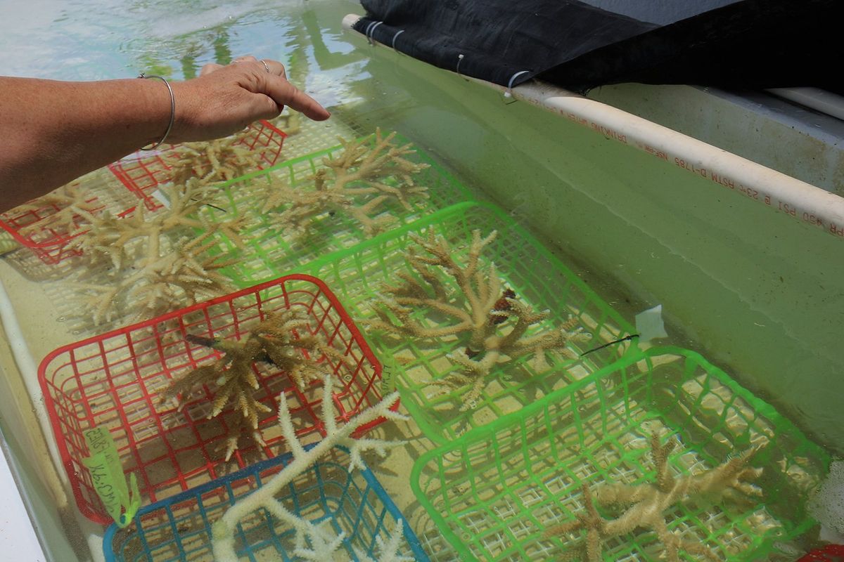 Cynthia Lewis, director of the Keys Marine Laboratory, points to staghorn corals that were recently bleached in an ongoing, unprecedented marine heatwave. Coral bleaching occurs when the animals weaken and they expel the tiny algae species living in their tissues.  (Max Chesnes/Tampa Bay Times/TNS)