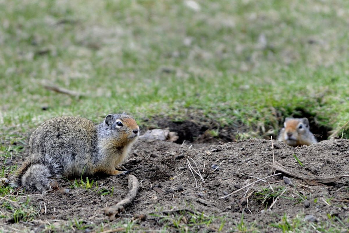 Ground squirrels sit by a burrow in  Finch Arboretum in Spokane Monday, April 13, 2009. Parks officials have turned to lethal means to deal with the thriving squirrels, which eat tree roots and create walking hazards with dozens of random holes. (Jesse Tinsley / The Spokesman-Review)