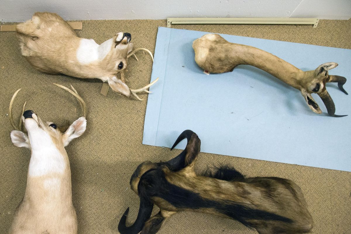 New MAC taxidermy exhibit a sort of 'zoo for the dead' | The  Spokesman-Review