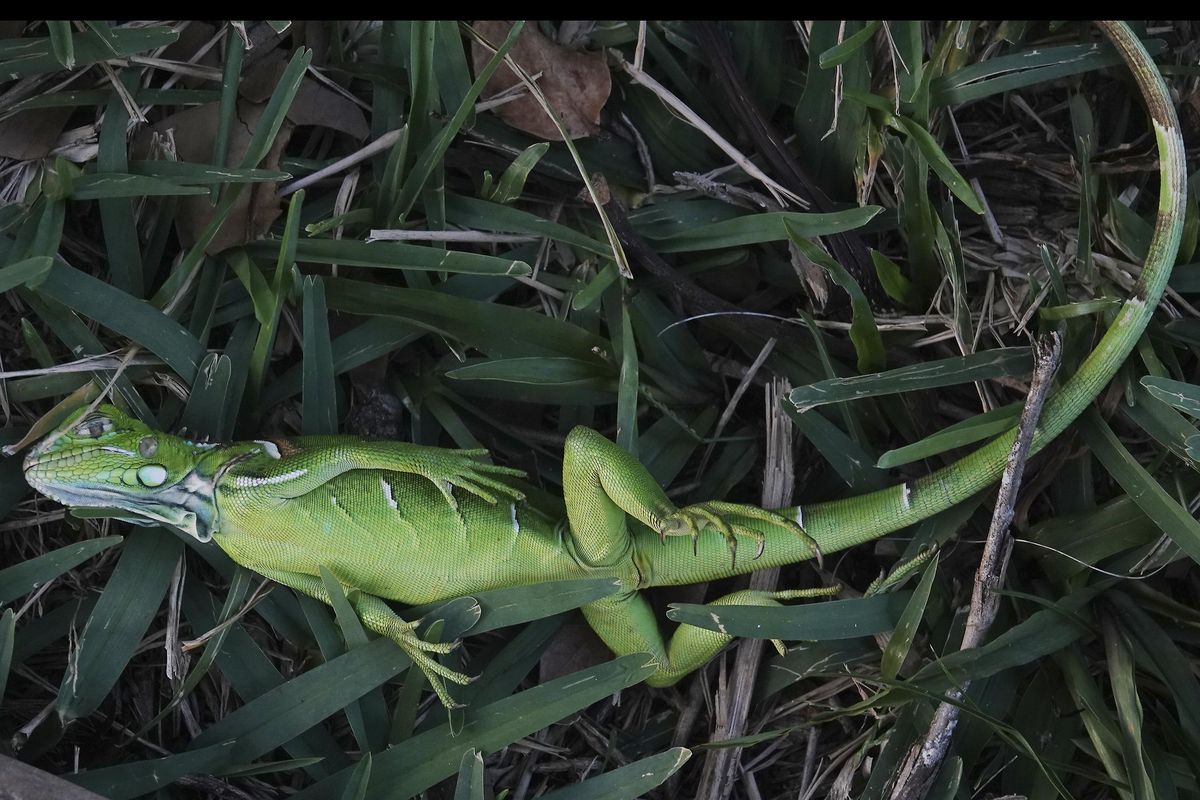 A stunned baby iguana lies in the grass at Cherry Creek Park in Oakland Park, Fla., Wednesday, Jan. 22, 2020. The National Weather Service Miami posted Jan. 21 on its official Twitter that residents shouldn’t be surprised if they see iguanas falling from trees as lows drop into the 30s and 40s. The low temperatures stun the invasive reptiles, but the iguanas won’t necessarily die. That means many will wake up as temperatures rise Wednesday. (Joe Cavaretta / Associated Press)