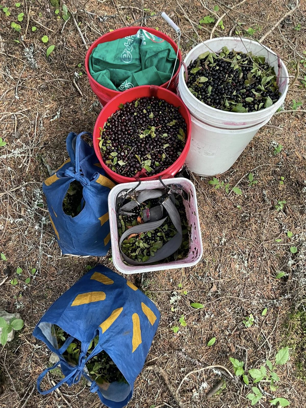 This photo shows some of the huckleberries seized as part of a suspected commercial picking operation.   (Courtesy of Boundary County Sheriff