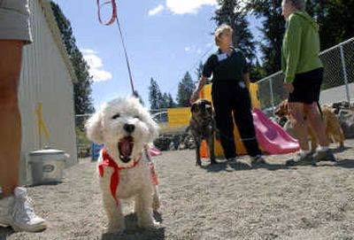
Cherry Eustace, of Manhattan, Mont., left, and her dog Buoy take a break from the HOPE Animal-Assisted Crisis Response screening and testing at Lynn Dee's Dog Training Center on Friday  in Spokane. Meanwhile, Linda Irish, of Spokane, center, with her dog Morgan, talks to Roberta Ennis, with her dog Sienna.  
 (Dan Pelle / The Spokesman-Review)