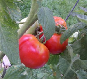 Fresh tomatoes from Cheryl-Anne Millsap's garden (Cheryl-Anne Millsap / Photo by Cheryl-Anne Millsap)