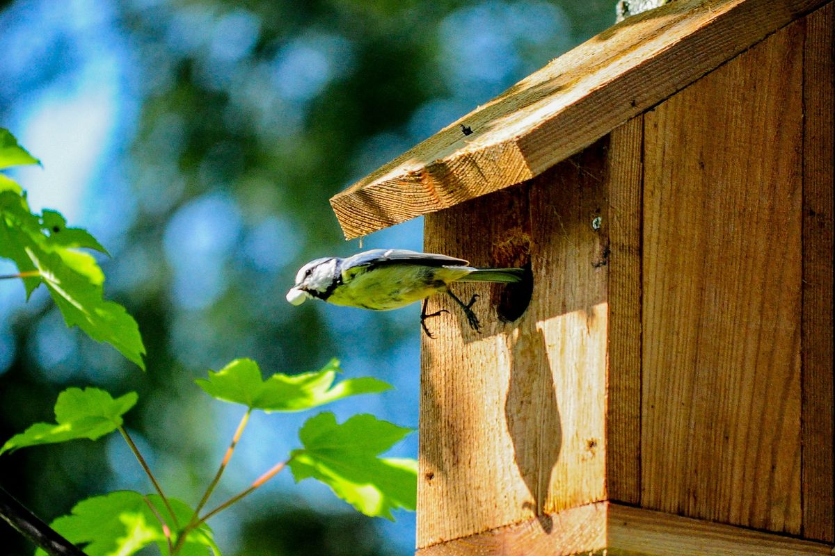  Bird Water Cooler