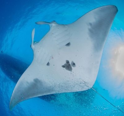 A manta ray as seen in July 2015 at the East Flower Garden Bank, Buoy #1. (G.P. Schmahl / Tribune News Service)