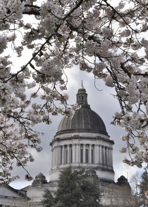 OLYMPIA -- Dome of the Legislative Building is framed by cherry blossoms now blooming on the Capitol Campus. (Jim Camden/The Spokesman-Review)
