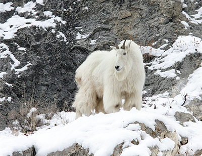 A mountain goat in Idaho's Snake River Range. (Idaho Department of Fish and Game / Courtesy)