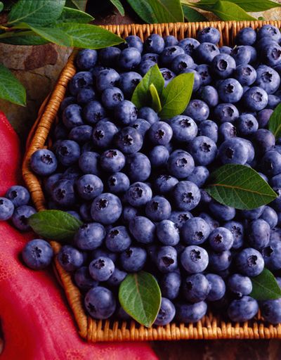 Blueberries are easy to grow in the Inland Northwest if you meet their requirements of well-drained acidic soil, steady moisture and adequate cold temperatures in the winter to set fruit. (Courtesy of the U.S. Highbush Bl / Courtesy of the U.S. Highbush Blueberry Council)