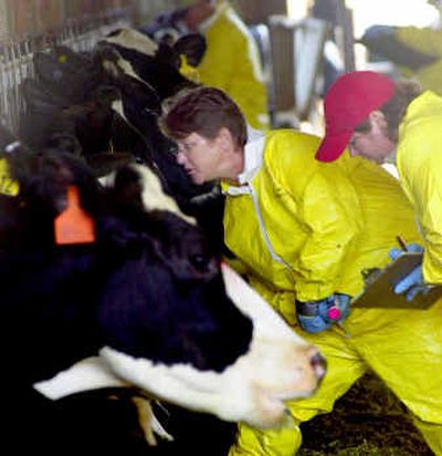 Inspectors from the Washington State Department of Agriculture investigative team examine and mark the foreheads of cows with a pink slash to indicate they are healthy on Tuesday at John Koopman's farm in Enumclaw, Wash. The Food and Drug Administration said Wednesday it has identified a toxic substance that sickened 10, and killed three, cows on the farm as a strong oxidizing chromium compound.
(Associated Press / The Spokesman-Review)