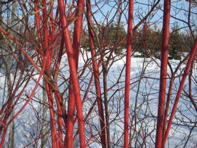 
The youngest stems of the Red Osier Dogwood have the brightest colors. Special to 
 (SUSAN MULVIHILL Special to / The Spokesman-Review)