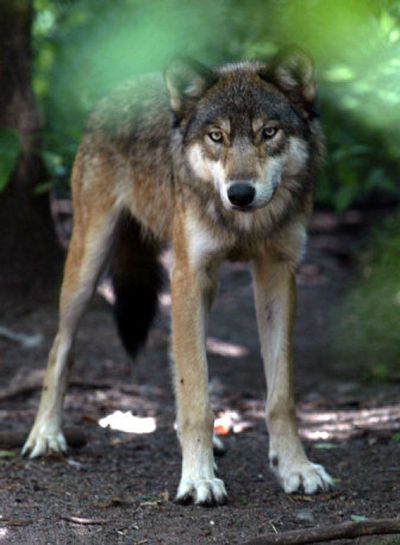 A gray wolf peers from beneath cover in July 2004 at the Wildlife Science Center in Forest Lake, Minn.
(File/Associated Press / The Spokesman-Review)