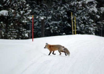
Spotting other small animals that don't hibernate along the trails in the winter provides an unexpected treat for visitors.
 (The Spokesman-Review)