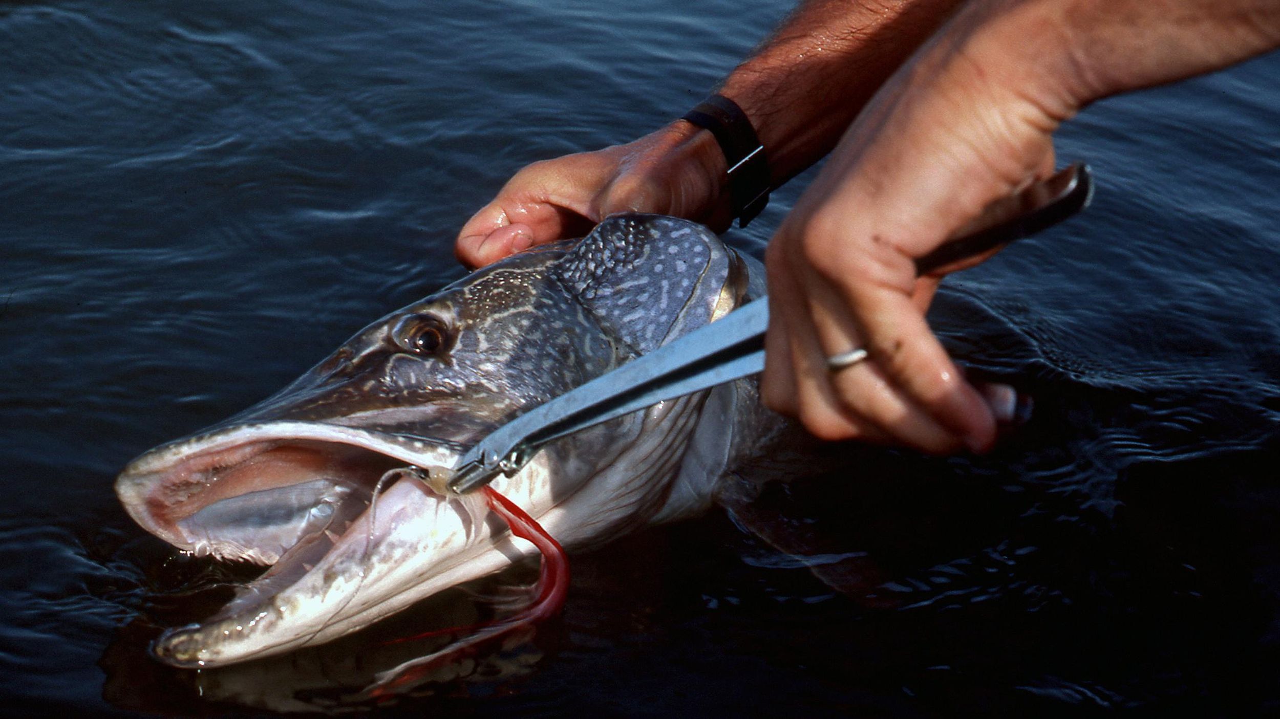 Northern Pike — CCT Fish & Wildlife