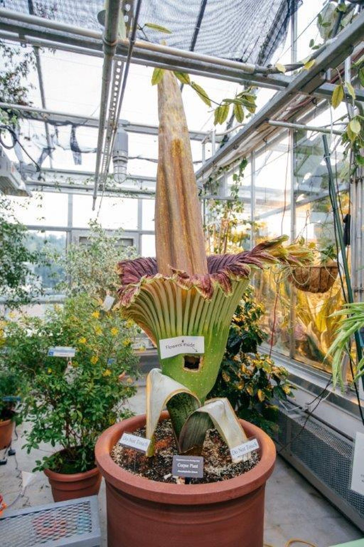 In this photo taken Sept. 24, 2016, Morphy, a “corpse flower” in full bloom at Dartmouth College in Hanover, N.H. The rare “corpse flower” that gets its nickname from its putrid smell is expected to bloom next week at Dartmouth College’s greenhouse. (AP)