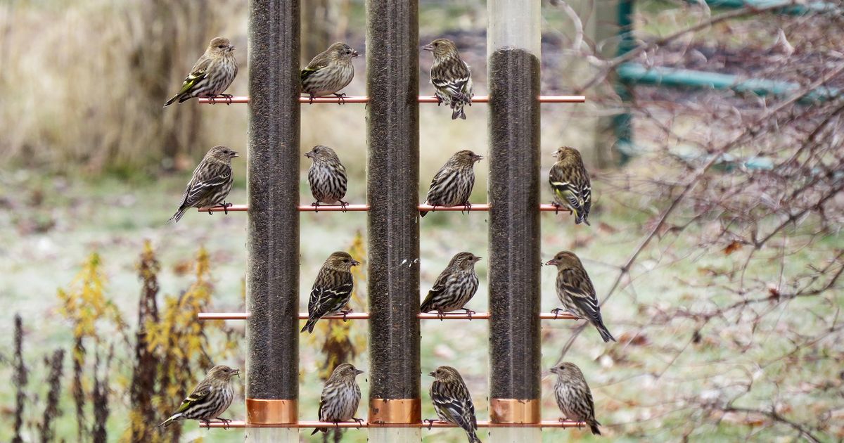 Don't let your bird feeder spread disease here's how to care for it