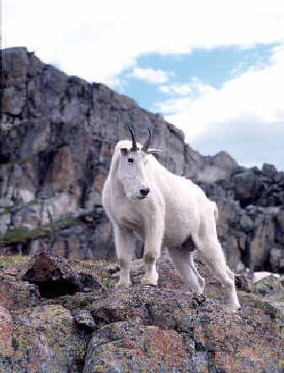 
The Oregon Department of Fish and Wildlife hopes to reintroduce mountain goats to the Columbia Gorge.The Oregon Department of Fish and Wildlife hopes to reintroduce mountain goats to the Columbia Gorge.
 (File/File/ / The Spokesman-Review)