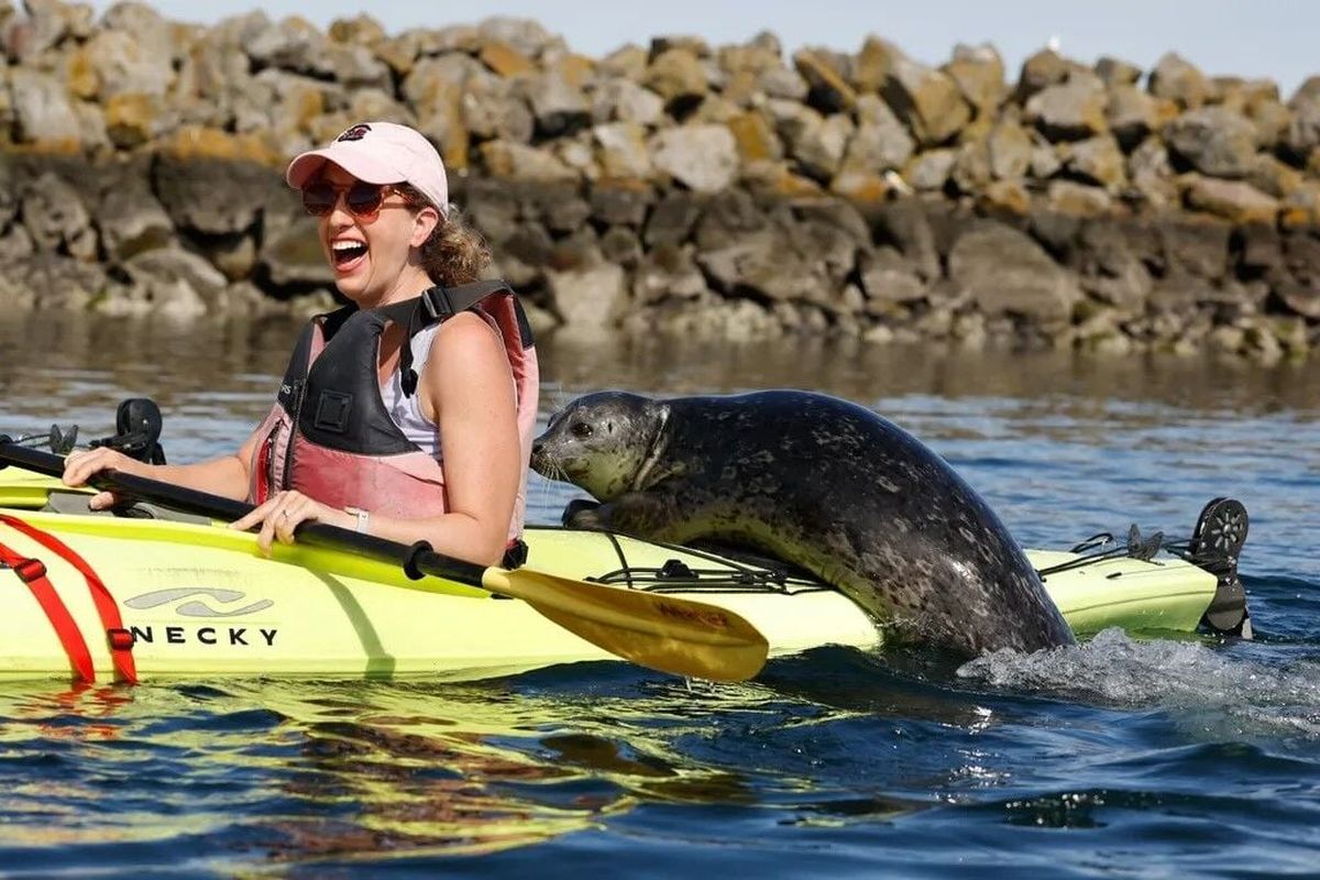 Rachel DeCarlo of Seattle reacts as a harbor seal leaps onto the back of her kayak while paddling in Shilshole Marina last month. She was on a Ballard Kayak & Paddleboard tour en route to the Ballard Locks. “I hope that experience gets your seal of approval,” joked naturalist guide Lindsay Maggard.  (Karen Ducey/The Seattle Times)